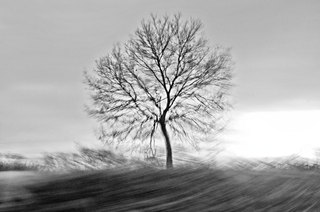 FAST TRIPS THROUGH THE LONESOME CROWDED WEST. 2011